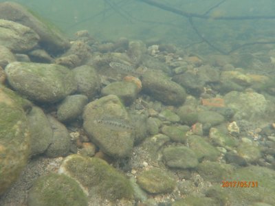 Juvenile Chinook salmon in Clear Creek
