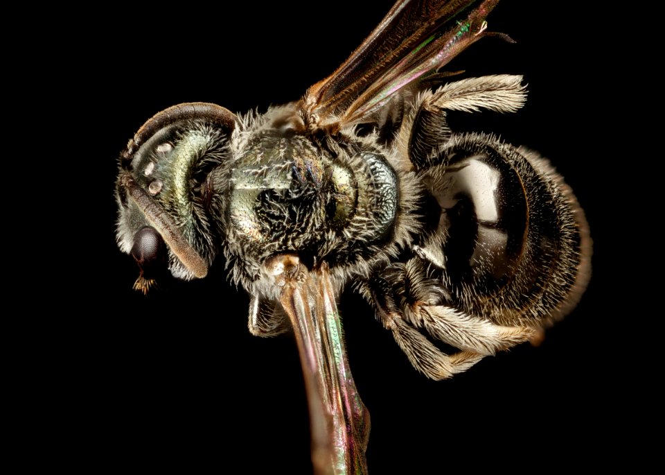 Lasioglossum simplex, F, back, raleigh, nc 2015-03-06-16.35.11 ZS PMax