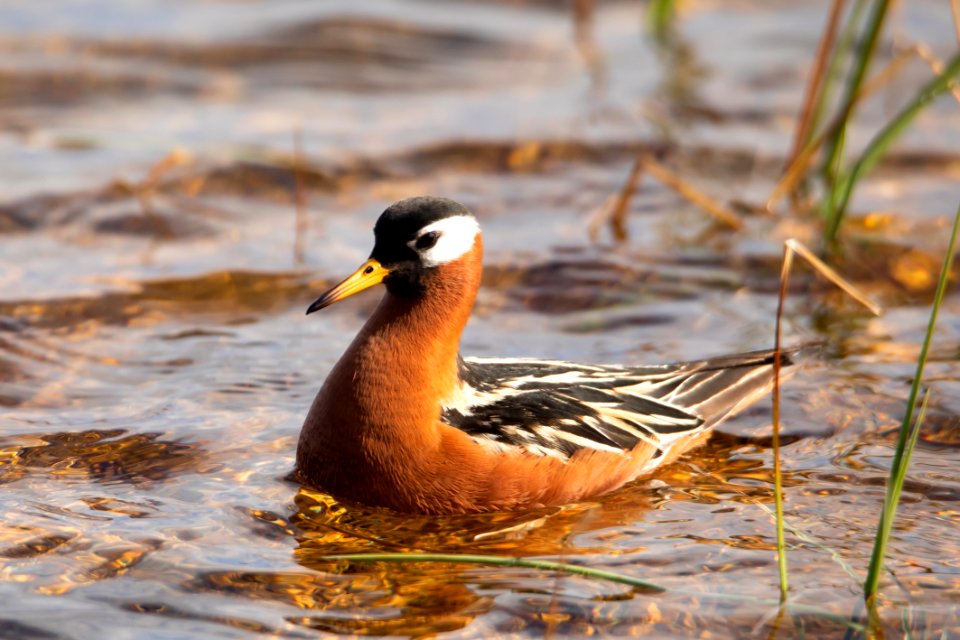 Red phalarope - Arctic Bird Fest 2019