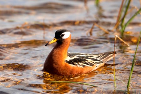 Red phalarope - Arctic Bird Fest 2019