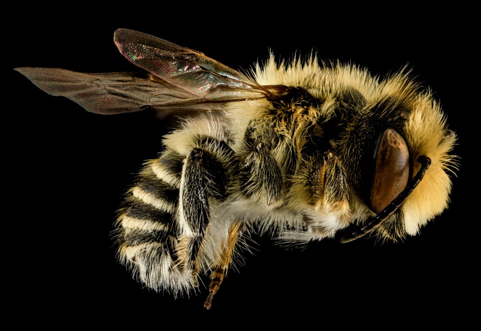 Megachile rubi, M, Side, NC, Moore County 2014-01-07-19.15.35 ZS PMax