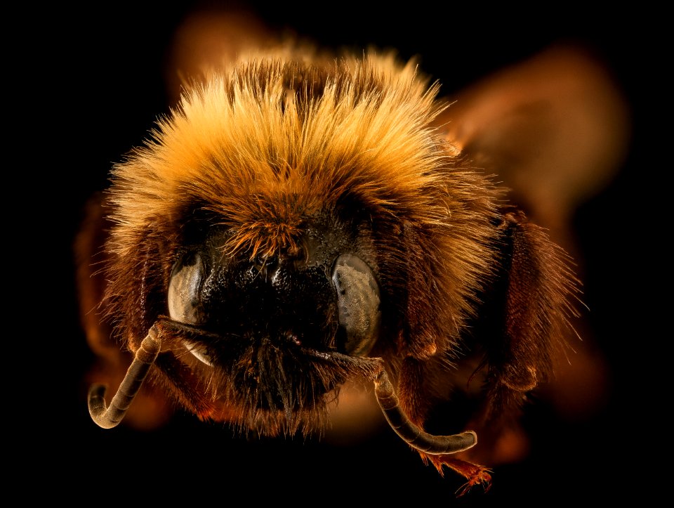 Bombus variabilis, m, face, St. Mary's Co, MD 2019-03-23-13.46.31 ZS PMax UDR