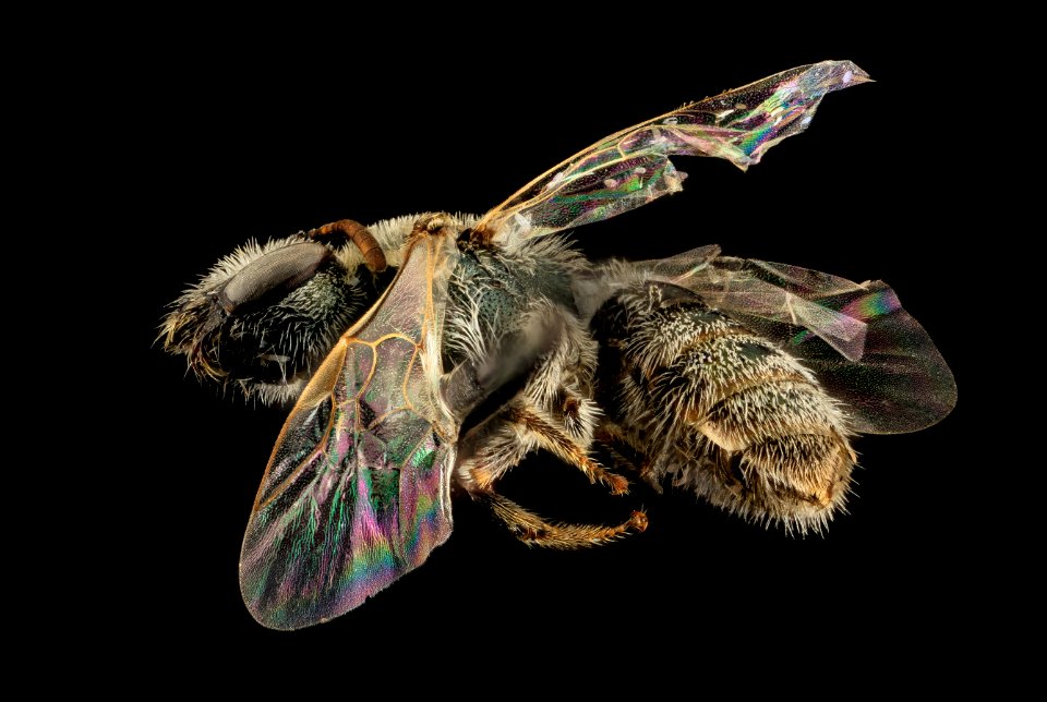 Lasioglossum albohirtum, F, Side, WY, Lincoln County 2014-05-30-11.28.46 ZS PMax photo