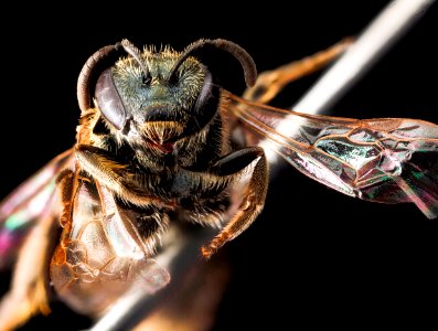 Lasioglossum lineatulum, female, face 2012-06-25-15.34