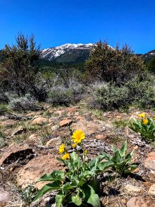 Arrowleaf balsamroot along Nevada hiking trail