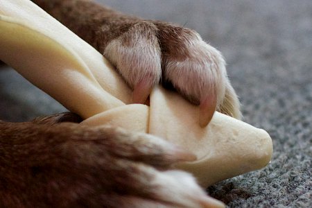 Dog Grip