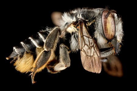 Megachile parallela, F, side, Tennessee, Haywood County 2013-01-22-15.01.46 ZS PMax photo