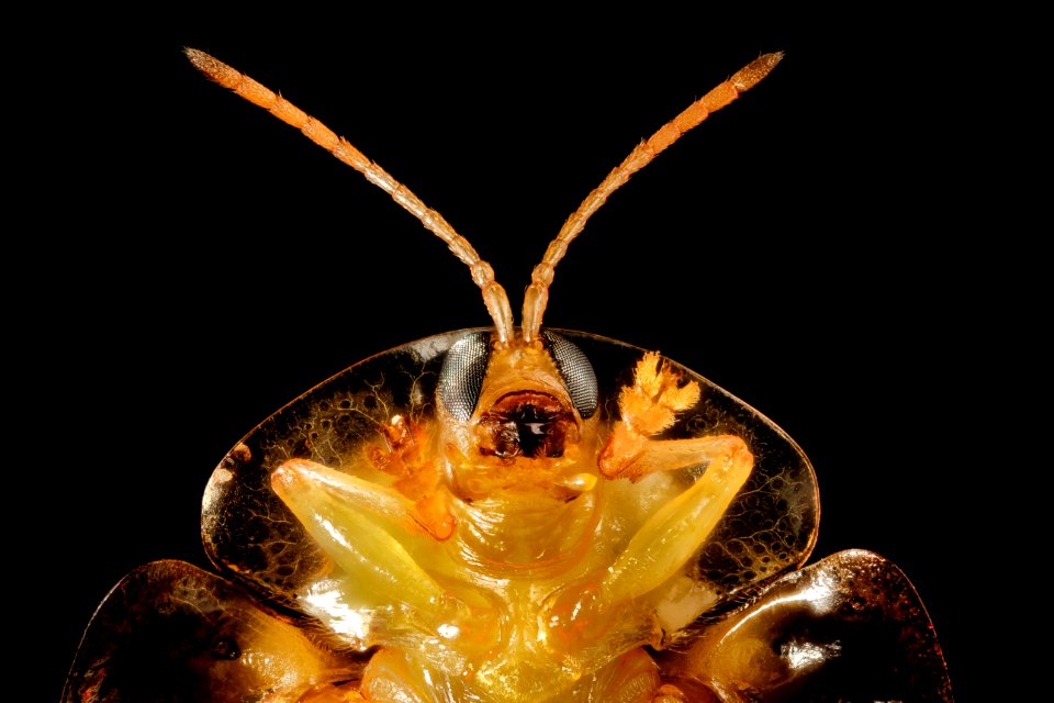 horse nettle tortoise beetle, md, face, talbot 2015-05-17-16.55.28 ZS PMax