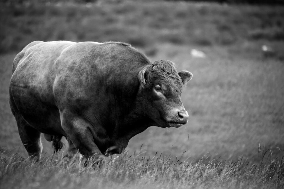 Agriculture farm animals farming