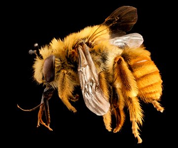 Eucera fulvohirta, M, Baker County, Georgia, side 2015-01-08-12.05.28 ZS PMax