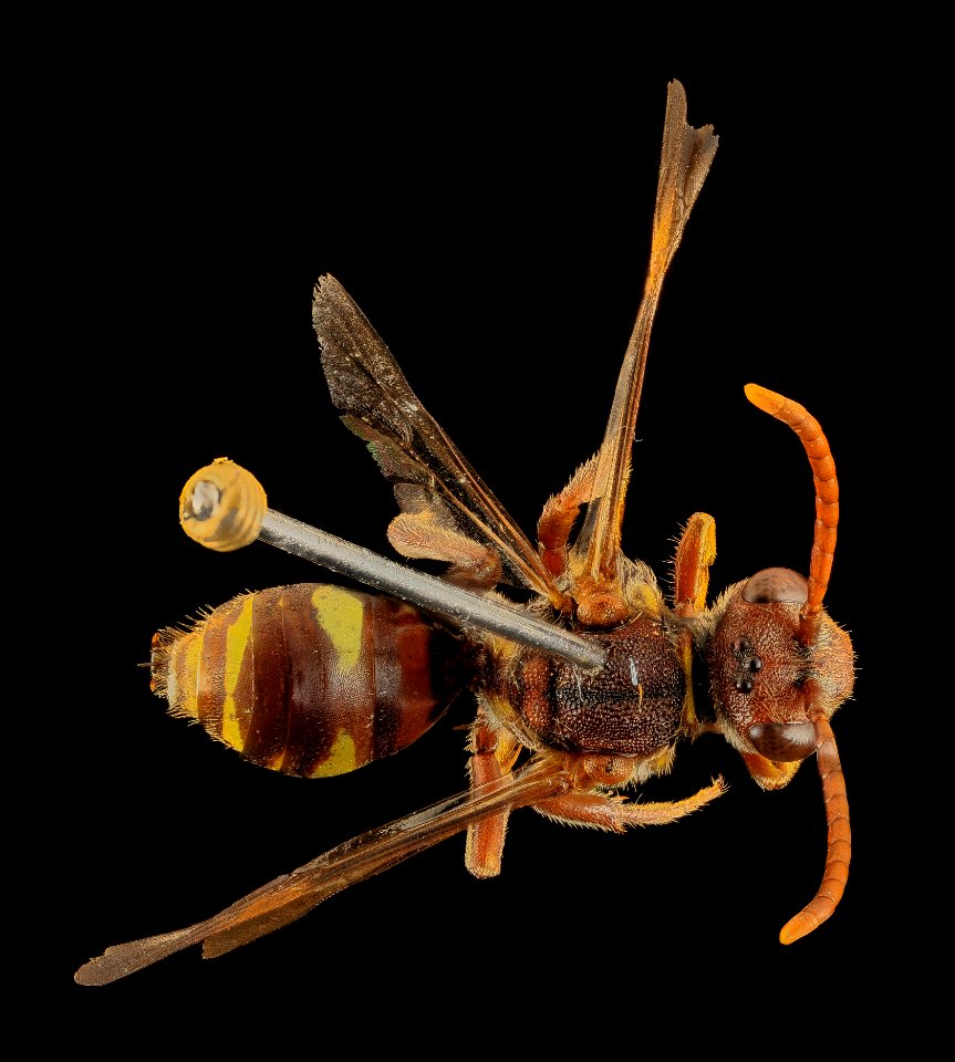 nomada bethunei,f,back, md, kent county 2014-06-09-18.51.17 ZS PMax