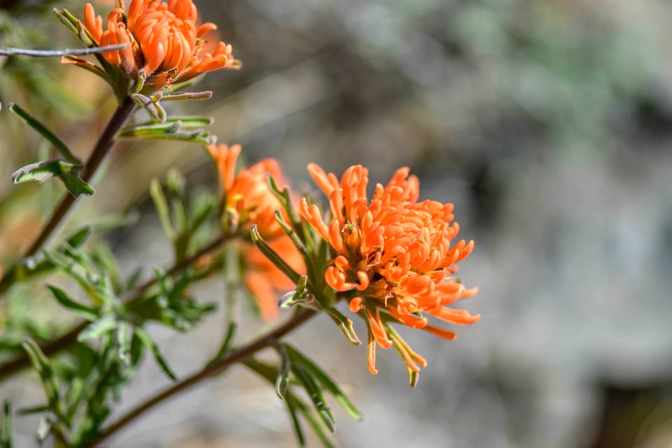 Indian paintbrush in bloom near Reno, Nevada