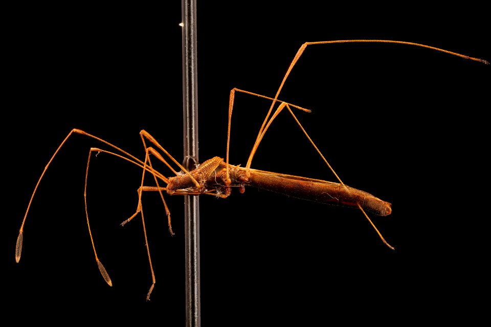 Stilt bug, Kenilworth Aquatic Gardens, Chelcey Nordstrom 2017-05-27-10.53