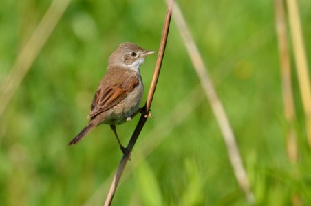 Sylvia communis