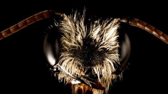 Andrena perplexa, m, talbot co, face 2015-05-17-15.58.10 ZS PMax