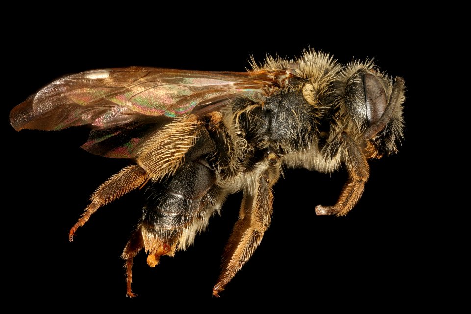 Andrena forbesii, f, side, Maryland 2016-04-01-09.34