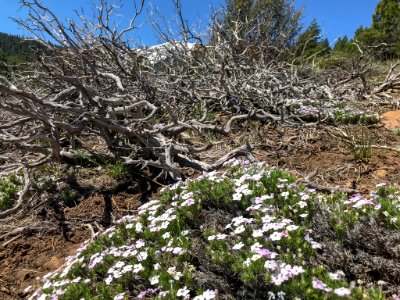 Spreading phlox on hiking trail in Nevada