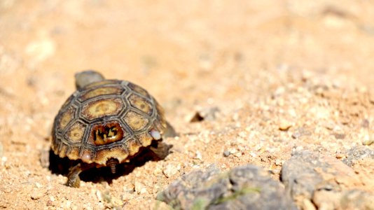 Juvenile desert tortoise at 29 Palms Marine Corps Base photo