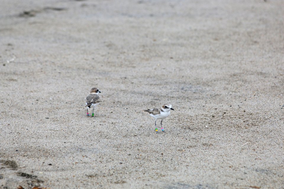 Western snowy plover release
