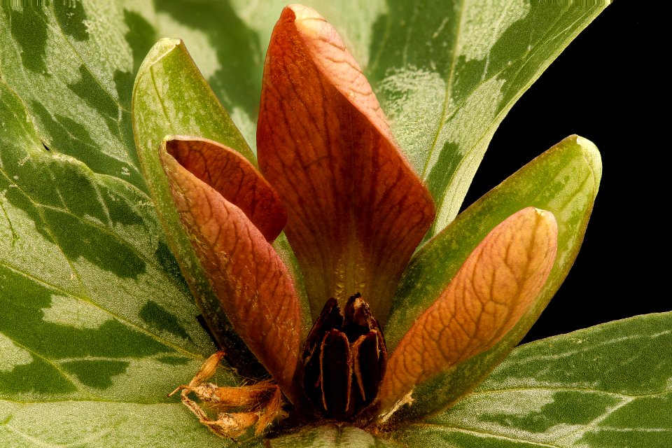 Trillium sessile 2, Toadshade Trillium, Howard County, Md, Helen Lowe Metzman 2019-10-23-10.53.57 ZS PMax UDR