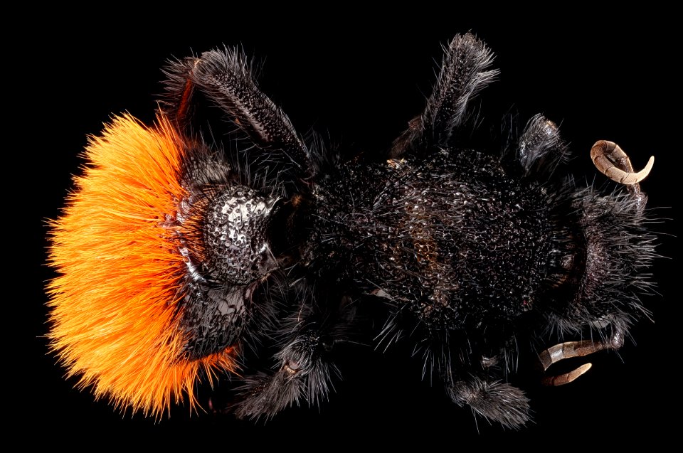 mutillid, f, back, Millard county, Utah 2019-10-21-18.32.12 ZS PMax UDR