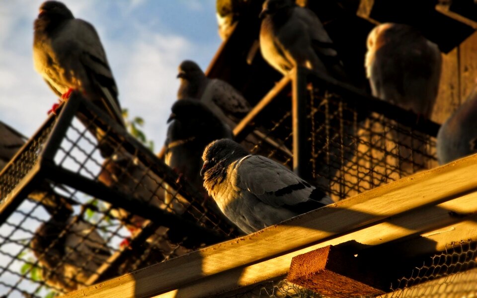 Sky dove nature