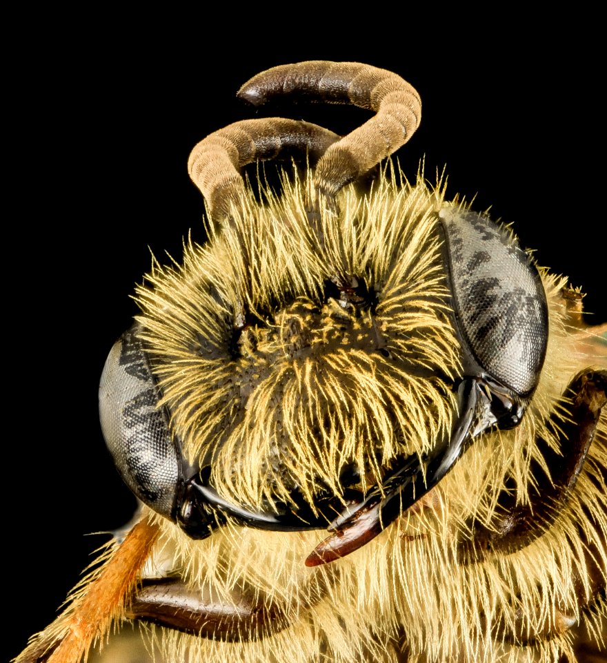 Andrena nebecula, M, Face, ME, Hancock County, Winter Harbor, Schoodic Point 2014-02-11-17.17.10 ZS PMax