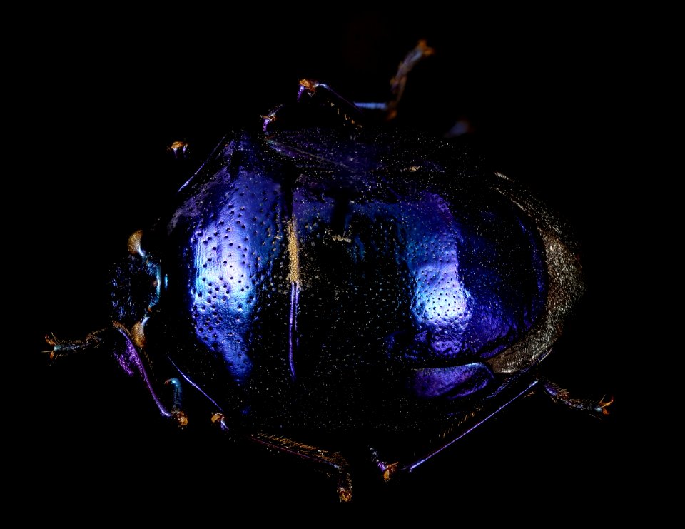 Stiretrus decemguttatus, purple, brazil 2016-02-24-17.34
