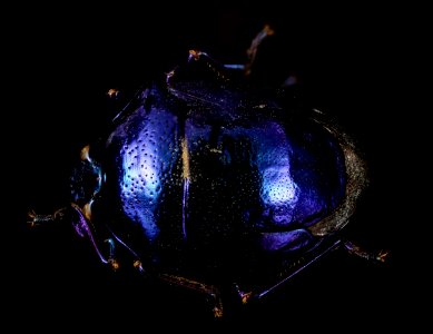 Stiretrus decemguttatus, purple, brazil 2016-02-24-17.34