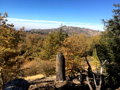 San Bernardino flying squirrel habitat photo