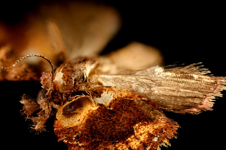 Epitamyra thermalis, Pyralidae, jamaica, wing close up 2016-02-23-17.37