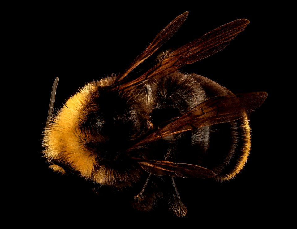 Bombus vosnesenskii, m, back, MAriposa, CA 2017-07-19-13.52