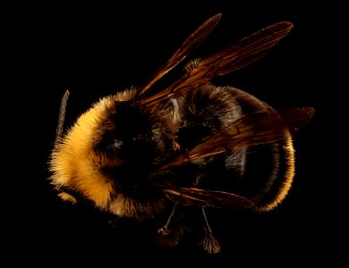 Bombus vosnesenskii, m, back, MAriposa, CA 2017-07-19-13.52