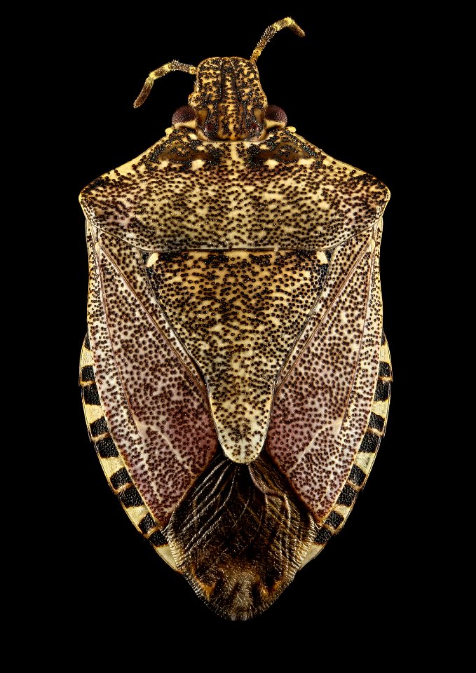 Brown marmorated stinkbug, U, back 2013-02-05-13.50.26 ZS PMax