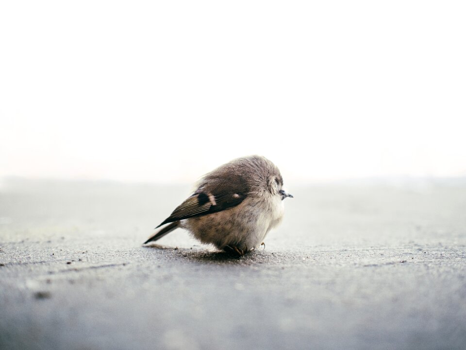 Little small feathers