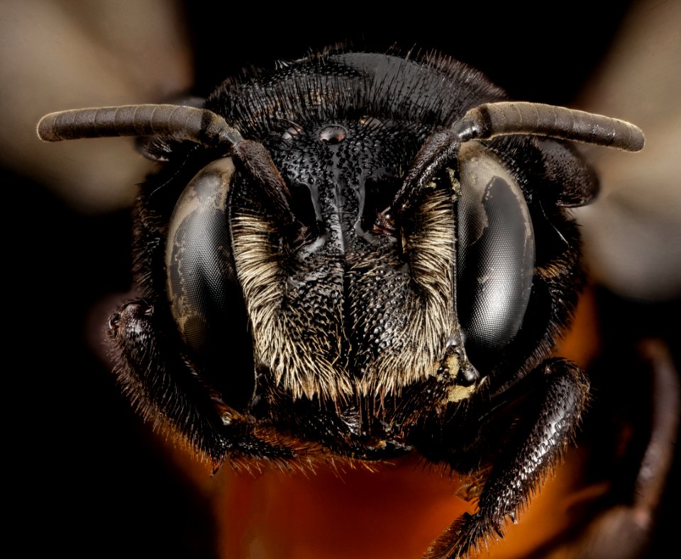 bee 19992, f, face, kenya 2014-08-07-14.58.57 ZS PMax