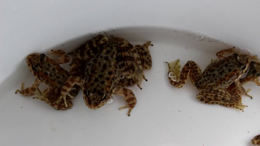 Adult mountain yellow-legged frogs before release photo