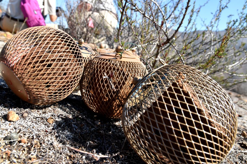 Pods are staged and await quino larvae at San Diego National Wildlife Refuge