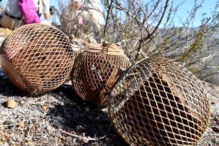 Pods are staged and await quino larvae at San Diego National Wildlife Refuge photo