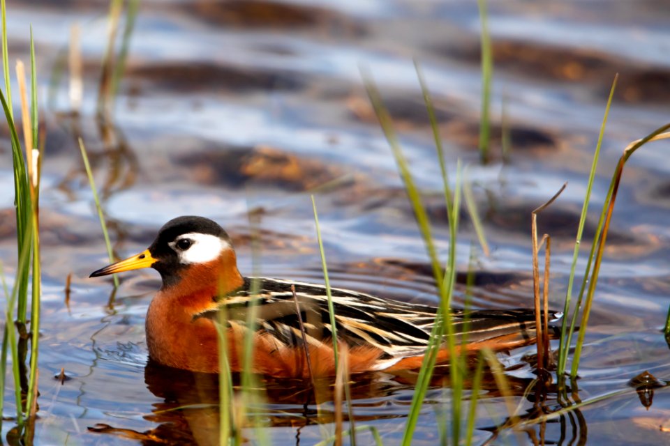 Red Phalarope - Arctic Bird Fest 2019