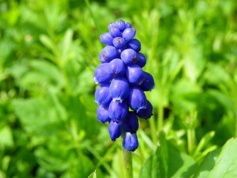 Flower plants nature