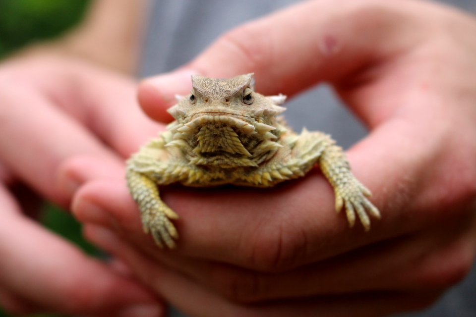 California Horned Lizard (3)