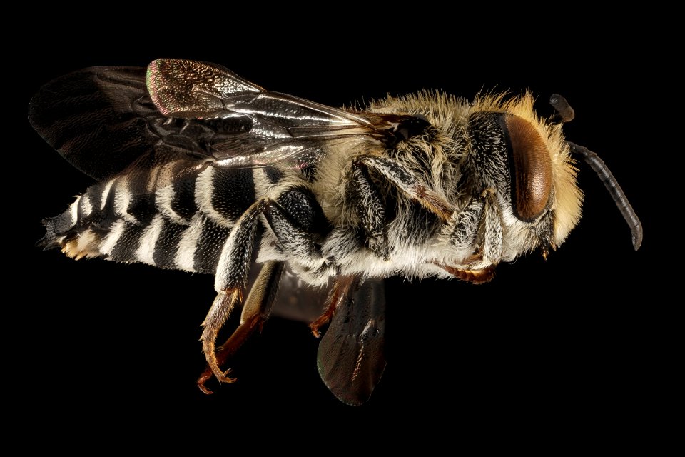 Coelioxys rufitarsis, M, Side, NY, Franklin County 2014-09-11-09.33.09 ZS PMax