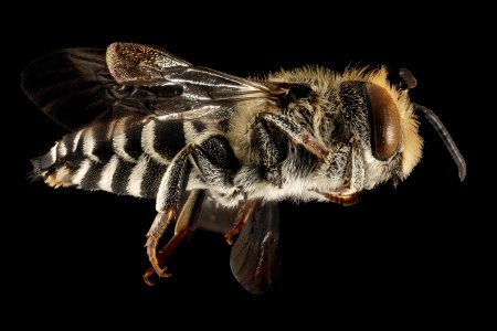 Coelioxys rufitarsis, M, Side, NY, Franklin County 2014-09-11-09.33.09 ZS PMax