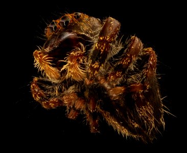 Jumping spider, underside 2018-08-15-17.31.50 ZS PMax UDR