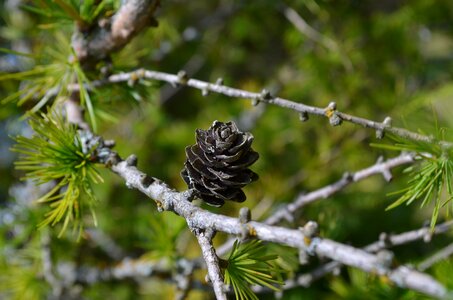 Branch dry cone