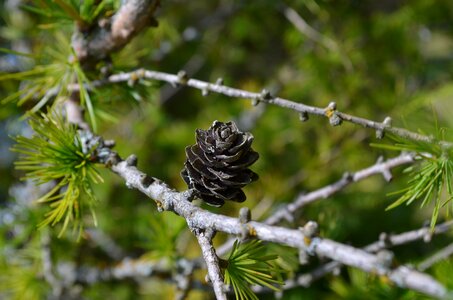 Branch dry cone photo