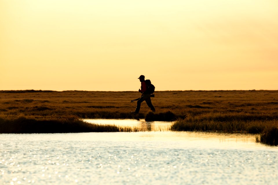 Biologist searches for bird nests - Arctic Bird Fest 2019