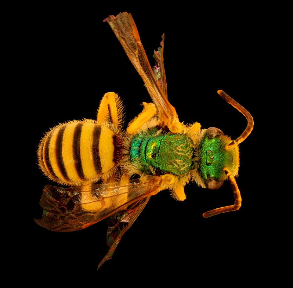 Agapostemon nasutus, m, back, Bagaces, Costa Rica 2018-08-10-11.26.16 ZS PMax UDR
