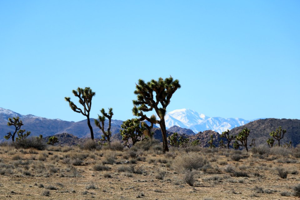 Yucca brevifolia in San Bernardino County, California